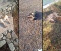Λουτρό Μεσσηνίας: Με φόλες δολοφόνησε σκυλιά