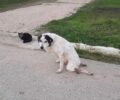 Λυγιά Ηλείας: Σκύλος παράλυτος σέρνεται στην άσφαλτο και κανείς δεν τον βοηθάει