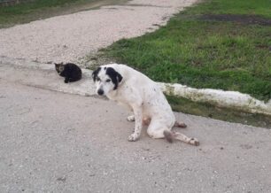 Λυγιά Ηλείας: Σκύλος παράλυτος σέρνεται στην άσφαλτο και κανείς δεν τον βοηθάει