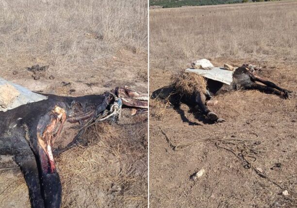 Μηλιά Αρκαδίας: Άλογο νεκρό σε προχωρημένη σήψη βρέθηκε δεμένο σε χωράφι (βίντεο)