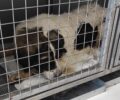Μώλος Φθιώτιδας: Δηλητηρίασε σκύλο με κοτόπουλο - φόλα (βίντεο)
