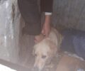 Νεοχώρι Βοιωτίας: Έσωσαν σκυλίτσα που βρέθηκε ζωντανή πεταμένη σε κάδο σκουπιδιών (βίντεο)