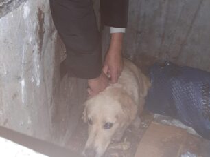 Νεοχώρι Βοιωτίας: Έσωσαν σκυλίτσα που βρέθηκε ζωντανή πεταμένη σε κάδο σκουπιδιών (βίντεο)