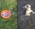 Νιπιδιτός Ηρακλείου Κρήτης: Βρήκε νεκρό σκύλο από φόλα και λεκάνη με δηλητηριασμένο υγρό