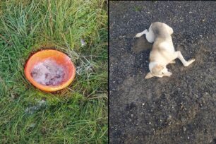 Νιπιδιτός Ηρακλείου Κρήτης: Βρήκε νεκρό σκύλο από φόλα και λεκάνη με δηλητηριασμένο υγρό