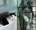 Αθήνα: Ψάχνουν φιλοξενίες για γατούλες που κατασχέθηκαν μετά από πολυετή κακοποίηση (βίντεο)