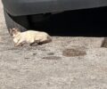 Αναζητούν ποιος δηλητηρίασε με φόλες 16 γάτες στην Πάτρα Αχαΐας