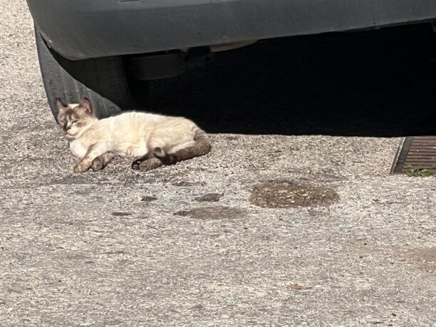 Αναζητούν ποιος δηλητηρίασε με φόλες 16 γάτες στην Πάτρα Αχαΐας