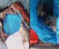 Πεδινή Ιωαννίνων: Βρήκε 3 κουτάβια ζωντανά μέσα σε σακούλα πεταμένα σε κάδο σκουπιδιών