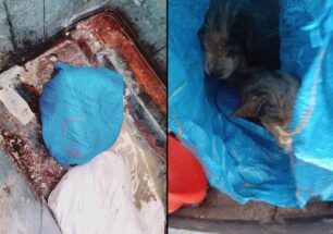 Πεδινή Ιωαννίνων: Βρήκε 3 κουτάβια ζωντανά μέσα σε σακούλα πεταμένα σε κάδο σκουπιδιών