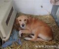 Ρακοπόταμος Λάρισας: Συνελήφθη άνδρας που έδεσε τον σκύλο του στον προφυλακτήρα αγροτικού και τον έσερνε