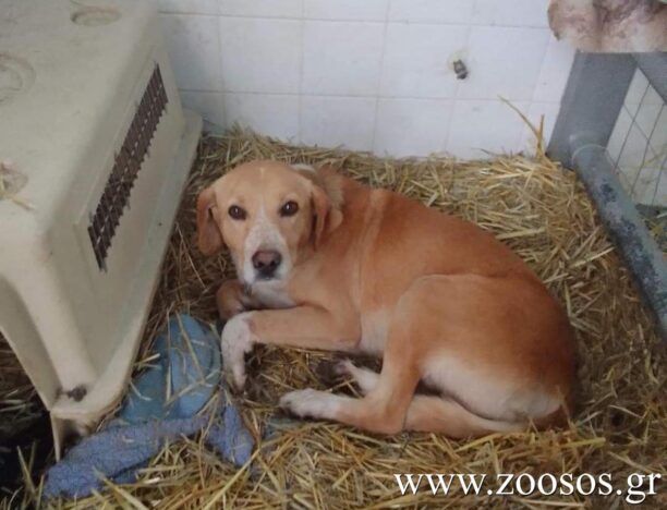 Ρακοπόταμος Λάρισας: Συνελήφθη άνδρας που έδεσε τον σκύλο του στον προφυλακτήρα αγροτικού και τον έσερνε