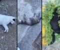 Ρέθυμνο Κρήτης: Από φόλες - ψάρια με Λανέιτ - δολοφονήθηκαν πολλές γάτες στο κέντρο της πόλης