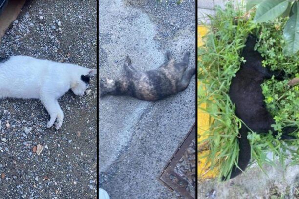 Ρέθυμνο Κρήτης: Από φόλες - ψάρια με Λανέιτ - δολοφονήθηκαν πολλές γάτες στο κέντρο της πόλης
