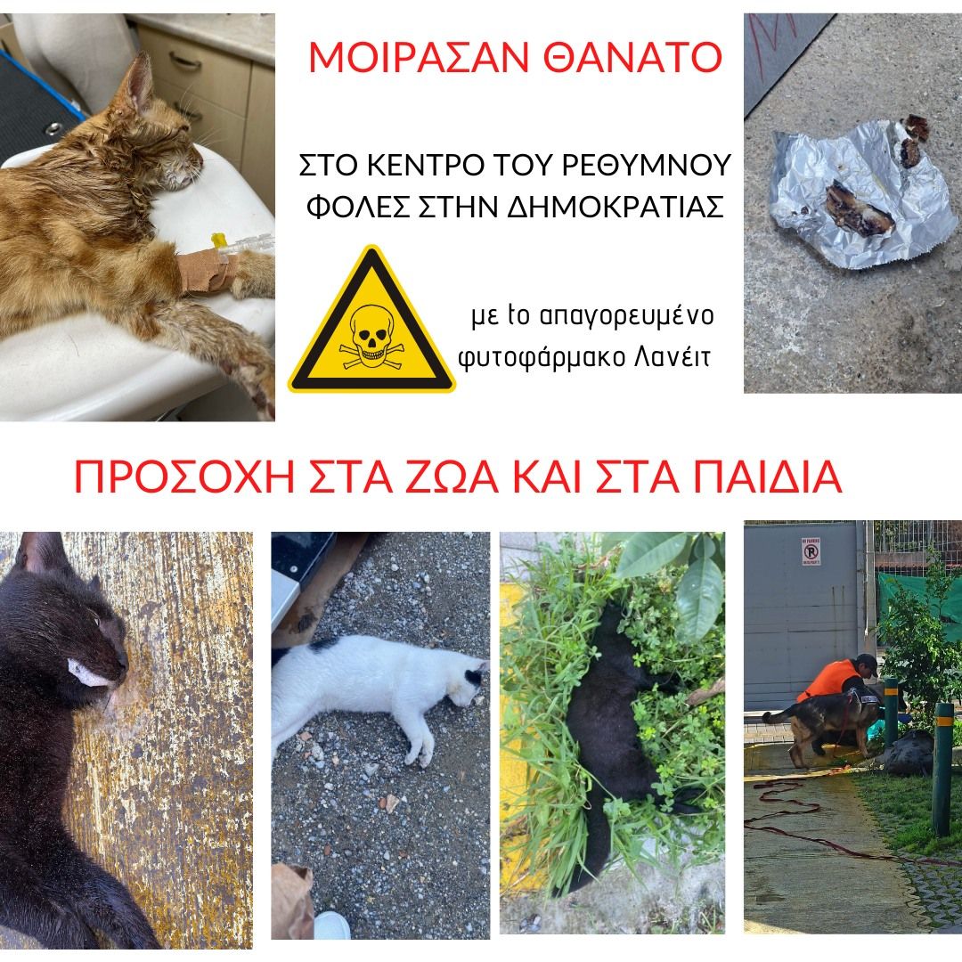 Ρέθυμνο Κρήτης: Από φόλες - ψάρια με Λανέιτ - δολοφονήθηκαν πολλές γάτες στο κέντρο της πόλης 11 RethymnoDilitiriasmeniGatesAfisa21 1 2023