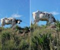 Ρόδος: Αγελάδα δεμένη χωρίς νερό απολύτως εκτεθειμένη στις καιρικές συνθήκες (βίντεο)