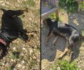 Ρόδος: Έριξε φόλες σε ιδιωτικό χώρο στον Αρχάγγελο και σκότωσε σκυλιά
