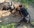 Ρόδος: Εντοπίστηκαν φόλες – δηλητηριασμένο μπέικον που οδήγησαν στον θάνατο 2 σκυλιά στον Αρχάγγελο