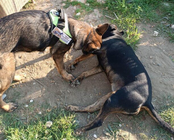 Ρόδος: Εντοπίστηκαν φόλες – δηλητηριασμένο μπέικον που οδήγησαν στον θάνατο 2 σκυλιά στον Αρχάγγελο