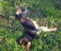 Ροντάκι Μεσσηνίας: Με φόλες δολοφόνησε σκυλιά αδέσποτα και οικόσιτα