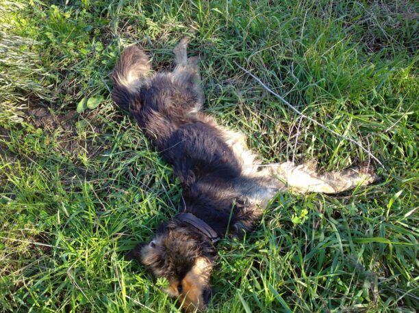Ροντάκι Μεσσηνίας: Με φόλες δολοφόνησε σκυλιά αδέσποτα και οικόσιτα