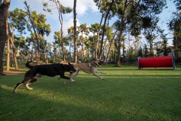 Δύο νέα πάρκα για σκύλους από τον Δήμο Αθηνών