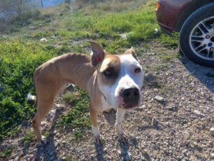 Κορυδαλλός Αττικής: Βρέθηκε σκύλος σκελετωμένος σε ορεινή περιοχή στο Σχιστό