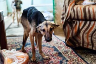 Αθήνα: Έκκληση για φιλοξενία σκυλιών που κακοποιούσε συλλέκτρια ζώων (βίντεο)