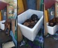 Θεσσαλονίκη: Εγκατέλειψε τη σκυλίτσα με τα κουτάβια της σε παιδική χαρά