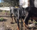 Βαλύρα Μεσσηνίας: Σκελετωμένος από την ασιτία ο σκύλος