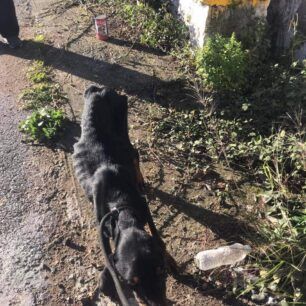 ValyraMessiniasSkeletomenosSkylos11 1 2023 4