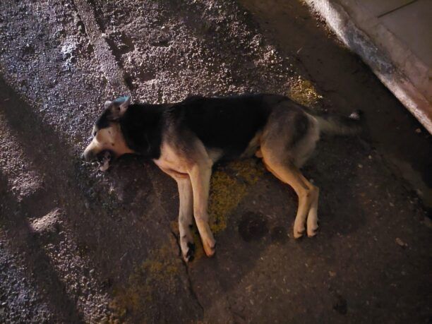 Βαρθολομιό Ηλείας: Δολοφόνησε με φόλες σκυλιά και γάτες