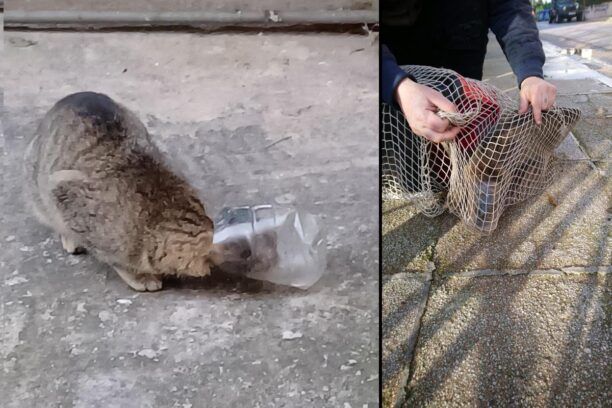 Χαλάνδρι Αττικής: Έσωσαν γάτα που σφήνωσε με το κεφάλι σε πλαστικό μπουκάλι