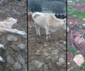 Μεταφέρθηκαν σε κτηνοτροφική μονάδα οι αγελάδες που πέθαιναν από την πείνα στο Χαλκερό Καβάλας (βίντεο)