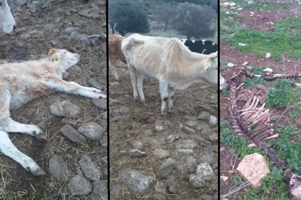 Μεταφέρθηκαν σε κτηνοτροφική μονάδα οι αγελάδες που πέθαιναν από την πείνα στο Χαλκερό Καβάλας (βίντεο)