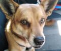 Χανιά: Ανέλαβαν τη φροντίδα του σκύλου που έμεινε μόνος μετά τη δολοφονία του κηδεμόνα του (βίντεο)