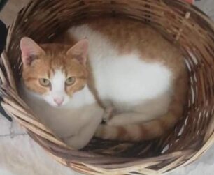 Ξυλόκαστρο Κορινθίας: Η αδέσποτη γάτα που φρόντιζαν πέθανε πυροβολημένη από αεροβόλο