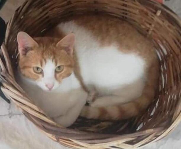 Ξυλόκαστρο Κορινθίας: Η αδέσποτη γάτα που φρόντιζαν πέθανε πυροβολημένη από αεροβόλο