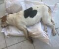 Λέσβος: Έριξε φόλες και δολοφόνησε σκυλιά στην Αγία Τριάδα
