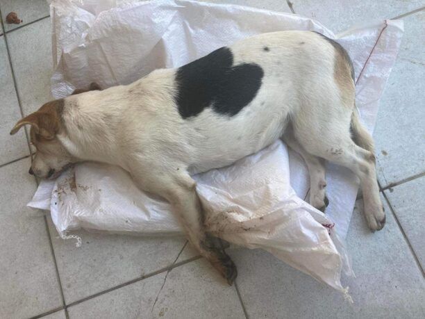 Λέσβος: Έριξε φόλες και δολοφόνησε σκυλιά στην Αγία Τριάδα