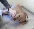 Αλεξάνδρεια Ημαθίας: Βρήκε σκύλο νεκρό κρεμασμένο σε γέφυρα