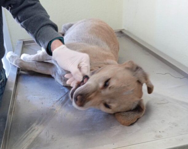 Αλεξάνδρεια Ημαθίας: Βρήκε σκύλο νεκρό κρεμασμένο σε γέφυρα