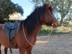 Έσωσαν το άλογο που κακοποιούσε ο ιδιοκτήτης του το 2015 στο Χαϊδάρι Αττικής