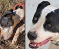 Βρήκαν τον σκύλο τους στη Μαλακάσα Αττικής μετά από έναν μήνα 30 χλμ. μακριά απ'το σπίτι του και 32 κιλά πιο αδύνατο (βίντεο)