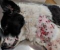 Άρτα: Βρήκαν τον σκύλο που φρόντιζαν από κουτάβι πυροβολημένο – Κυνηγός τον γέμισε σκάγια