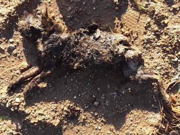 Καταγγέλλει τη δολοφονία γάτας που βρήκε με κομμένο πόδι και ουρά στην Αρτέμιδα Αττικής