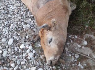 Αυλάκι Αιτωλοακαρνανίας: Αγελάδα νεκρή πυροβολημένη επανειλημμένα με μονόβολα