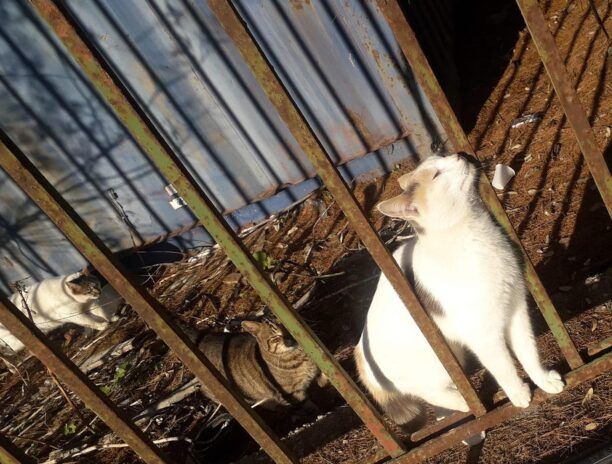 Ελληνικό Αττικής: Τι θα απογίνουν 150 γάτες και άλλα ζώα στον Άγιο Κοσμά τώρα που αρχίζουν τα έργα;