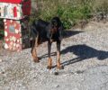 Φροντίζουν σκελετωμένο σκύλο που βρέθηκε ετοιμοθάνατος στο Πανόραμα Εύβοιας - Έκκληση για τα έξοδα