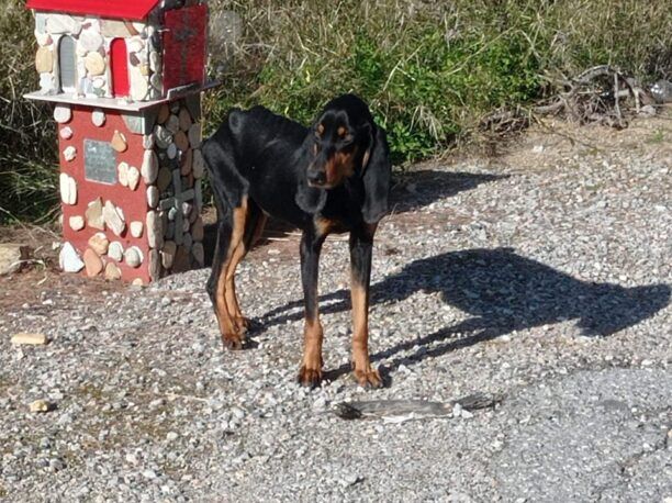 Φροντίζουν σκελετωμένο σκύλο που βρέθηκε ετοιμοθάνατος στο Πανόραμα Εύβοιας - Έκκληση για τα έξοδα